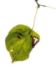 one green leaf isolated on white background, template for designer.