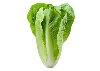 Fresh single Romaine or cos lettuce isolated on transparent or white background