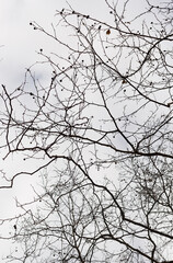 Looking up through the bare winter branches of a Sycamore tree.
