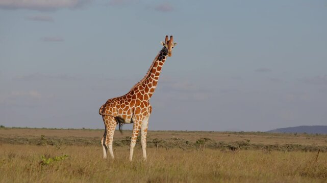 Very wide gimbal parallax of solitary Reticulated giraffe (Giraffa c. reticulata) standing wagging tail in cloudy morning in Kenya