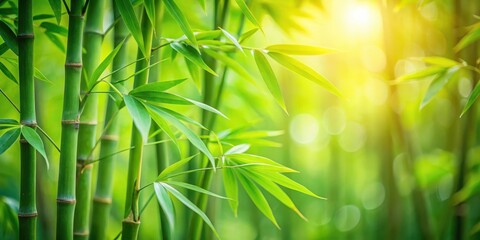 Serene Bamboo Grove Close-Up of Green Bamboo Leaves in Soft Focus with Natural Light