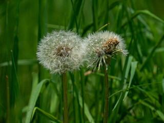 Dandelions seedhead in a meadow