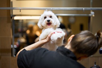 Small white dog being groomed in a salon by a professional stylist