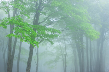 green forest, trees in the fog