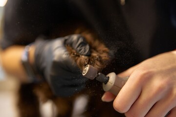 Dog grooming session with nail trimming at a pet salon in the afternoon