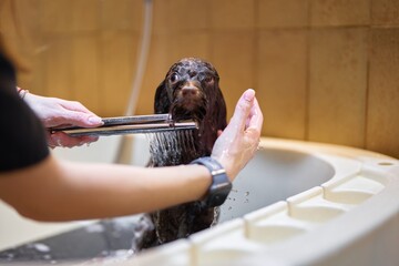 Dog being bathed in a bathtub by a person in a bright bathroom