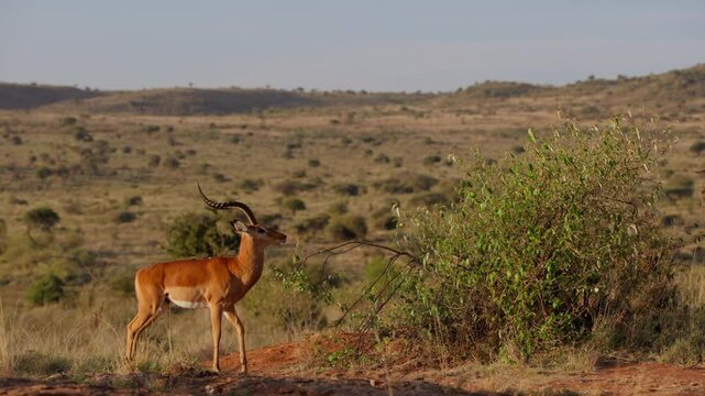 Very wide gimbal parallax of territorial male Impala (Aepyceros melampus) walking boldly in savannah with golden sunrise in Kenya
