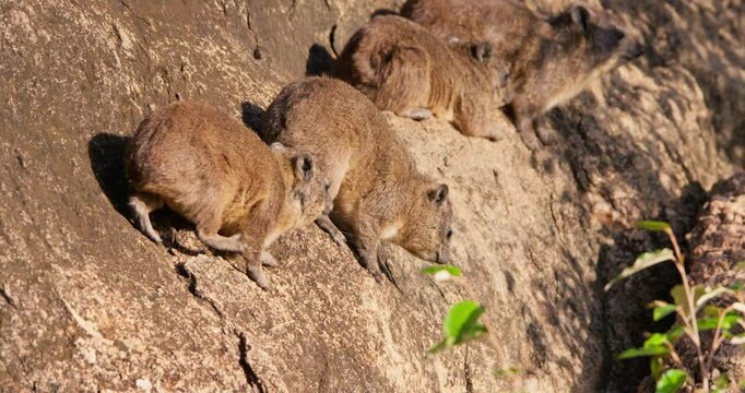 Wide tracking of a wawa of rock hyraxes (Procavia capensis) sunbathing on a rock in a sunny morning in Kenya