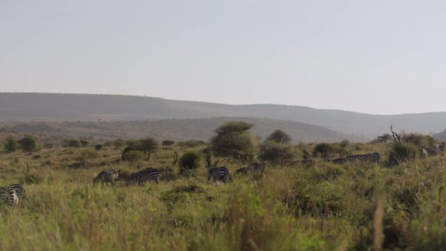 Very wide gimbal parallax of herd of Grevy zebra (Equus grevyi) grazing on in savannah grassland in morning in Kenya