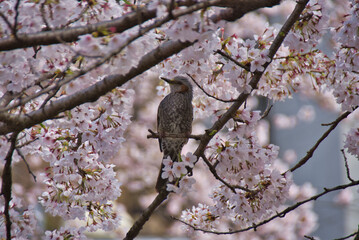 A brown-eared bulbul resting on the cherry tree branch, with the blossom. Japan
