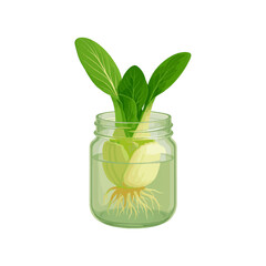 Bok Choy Regrowth in Glass Jar