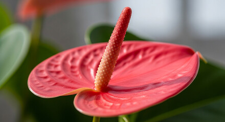 A honeybee diligently collects nectar from vibrant purple salvia flowers in a sunlit field.