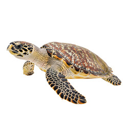 Obraz premium Hawksbill Turtle on white backgound