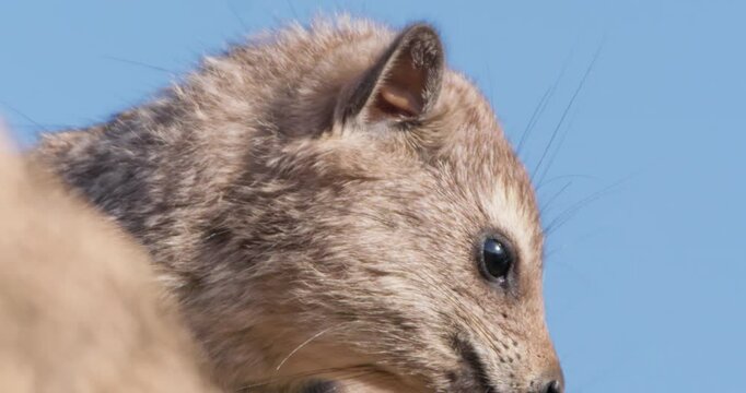 Close-up of a rock hyrax (Procavia capensis) face resting and climbing down a rock in morning in Kenya