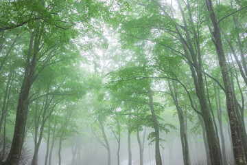 green forest, trees in the fog