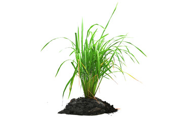 Fresh green grass isolated on a white background.