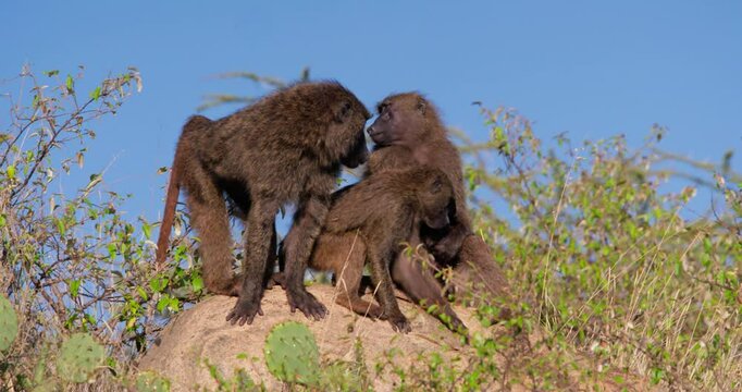 Wide of Olive Baboons (Papio anubis) grooming a female baboon holding her newborn in savannah in morning in Kenya