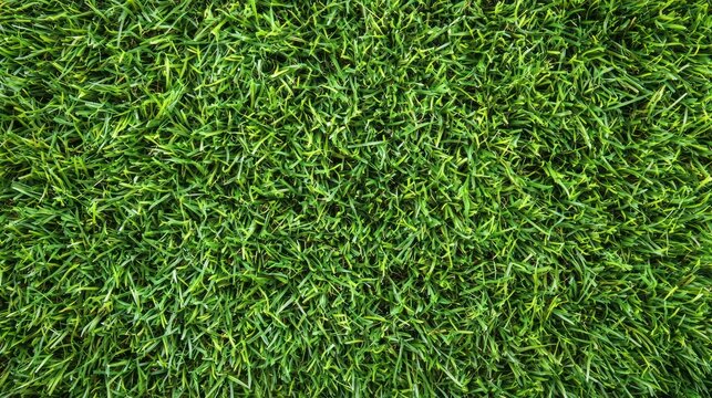 A lush green lawn with a vibrant green grass texture and a few scattered brown leaves, set against a clear blue sky. - Powered by Adobe