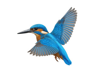 Common kingfisher with bright blue and orange feathers flying with open wings, isolated on transparent background