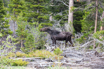 Moose at Rocky Mountain National Park