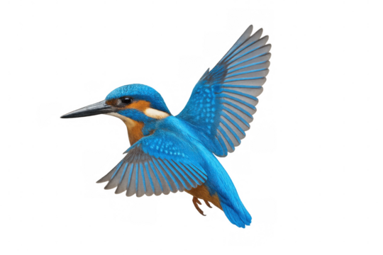 Common kingfisher with bright blue and orange feathers flying with open wings, isolated on transparent background