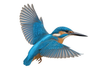 Obraz premium Common kingfisher with brightly colored plumage and open wings is flying, isolated on a transparent background