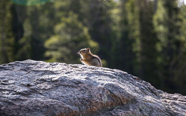 Chipmunk on rock at Rocky Mountain National Park