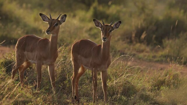 Wide gimbal parallax of juvenile male Impala (Aepyceros melampus) standing in tall grass savannah with golden sunrise shining in Kenya