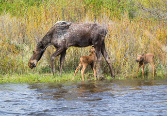 Moose with calves at Rocky Mountain National Park.