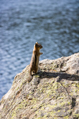 Chipmunk on rock at Rocky Mountain National Park
