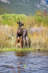 Moose with calves at Rocky Mountain National Park.