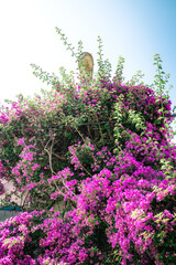 Obraz premium Charming Streets and Flowers in Antalya Old Town, Turkey