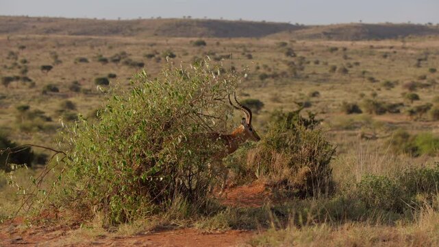 Very wide gimbal tracking of territorial male Impala (Aepyceros melampus) walking boldly from shrub in savannah in morning light in Kenya