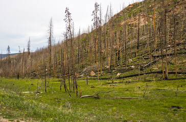 Burn scar in forest near Grand Lake at Rocky Mountain National Park