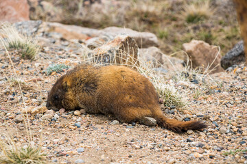 Marmot on the tundra near Trail Ridge Road at Rocky Mountain National Park