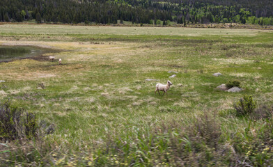 Three young bighorn sheep leave Sheep Lakes after drinking in Rocky Mountain National Park