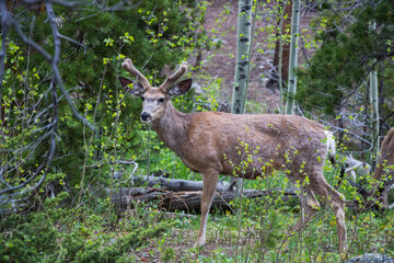 Mule deer standing in the forest near Sprague Lake at Rocky Mountain National Park.