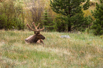 Bull elk with antlers standing in the wild at Rocky Mountain National Park.