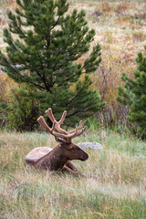 Bull elk with antlers standing in the wild at Rocky Mountain National Park.