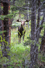 Majestic mature bull moose grazing and walking through the forest near Alluvial Fall at Rocky Mountain National Park