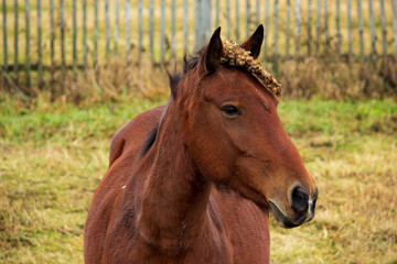 A red haired horse close up against the background of a rural landscape. Symbol of 2026. Poster,...