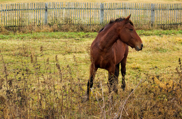 A horse in a clearing, looks aside.