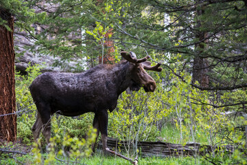 Majestic mature bull moose grazing and walking through the forest near Alluvial Fall at Rocky...
