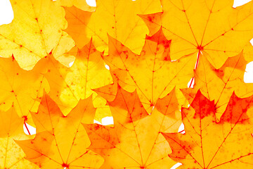 Autumn minimal image with autumn yellow red maple leaf with natural texture, botanical design background, pattern. Fall aesthetic photography with macro leaves, seasonal autumnal foliage