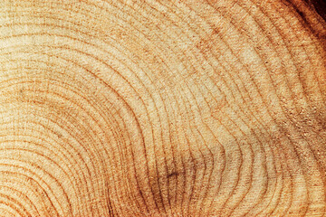 Fototapeta premium Natural wooden background, close up wood texture annual rings form. Top view of cross section of juniper log, graphic nature organic pattern. Sawed timber close up with tree ring pattern