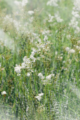 Natural White flowers growing on field. Filipendula ulmaria Meadow flowers on forest lawn. Wild...