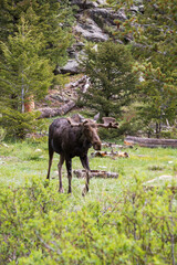 Majestic mature bull moose grazing and walking through the forest near Alluvial Fall at Rocky...
