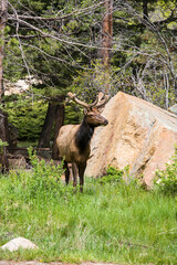 Bull elk with antlers standing in the wild at Rocky Mountain National Park.