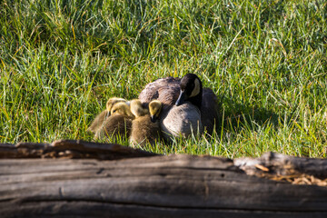 A mother goose with goslings at Rocky Mountain National Park.