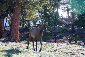 Bull elk with antlers standing in the wild at Rocky Mountain National Park.